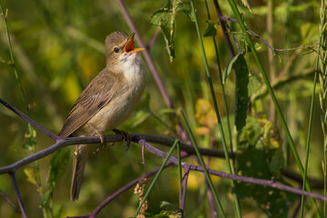 Bosrietzanger, Marsh Warbler, Acrocephalus palustris