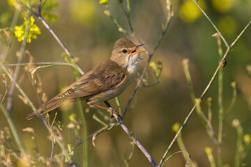 Bosrietzanger, Marsh Warbler, Acrocephalus palustris
