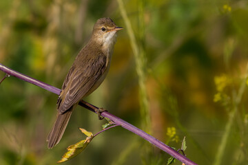 Bosrietzanger, Marsh Warbler, Acrocephalus palustris