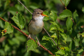Bosrietzanger, Marsh Warbler, Acrocephalus palustris