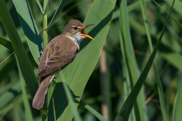 Bosrietzanger, Marsh Warbler, Acrocephalus palustris