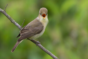 Orpheusspotvogel, Melodious Warbler; Hippolais polyglotta