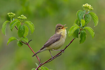 Orpheusspotvogel, Melodious Warbler; Hippolais polyglotta