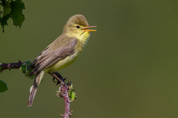 Orpheusspotvogel, Melodious Warbler; Hippolais polyglotta