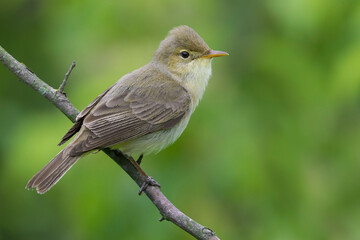 Orpheusspotvogel, Melodious Warbler; Hippolais polyglotta