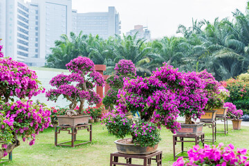 Fototapeta na wymiar Purple bonsai tree of Bougainvillea spectabilis flower exhibition in Shenzhen, China. also as great bougainvillea, a species of flowering plant. It is native to Brazil, Bolivia, Peru, and Argentina.