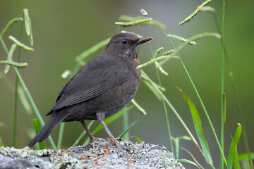 Merel; Blackbird; Turdus merula azorensis