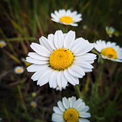 Obraz premium daisies in a garden
