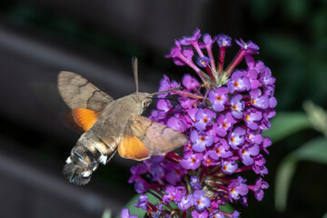 Taubenschwänzchen (Macroglossum stellatarum)