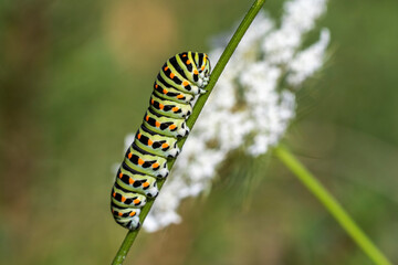 Schwalbenschwanz (Papilio machaon) Raupe
