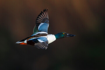 Obraz premium Copyright AGAMI photo agency