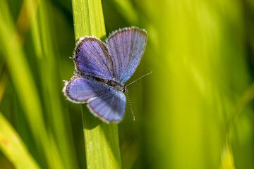 Kurzschwänziger Bläuling (Cupido argiades) © Rolf Müller