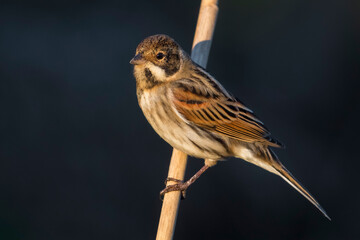 Rietgors; Reed Bunting; Emberiza schoeniclus