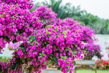 Purple bonsai tree of Bougainvillea spectabilis flower exhibition in Shenzhen, China.  also  as...