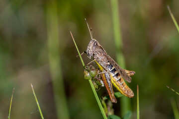 Verkannter Grashüpfer (Chorthippus mollis)