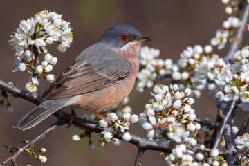 Moltoni’s Baardgrasmus, Moltoni's Warbler; Sylvia subalpina