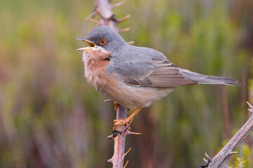 Moltoni’s Baardgrasmus, Moltoni's Warbler; Sylvia subalpina