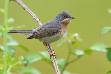 Moltoni’s Baardgrasmus, Moltoni's Warbler; Sylvia subalpina