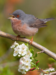 Moltoni’s Baardgrasmus, Moltoni's Warbler; Sylvia subalpina