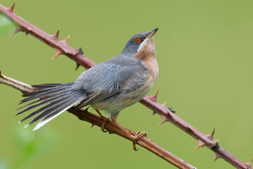 Moltoni’s Baardgrasmus, Moltoni's Warbler; Sylvia subalpina