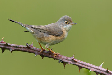 Moltoni’s Baardgrasmus, Moltoni's Warbler; Sylvia subalpina