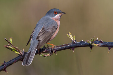 Moltoni’s Baardgrasmus, Moltoni's Warbler; Sylvia subalpina