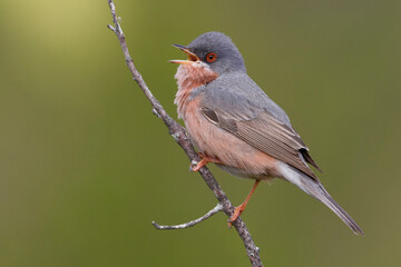 Moltoni’s Baardgrasmus, Moltoni's Warbler; Sylvia subalpina