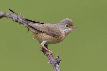 Moltoni’s Baardgrasmus, Moltoni's Warbler; Sylvia subalpina