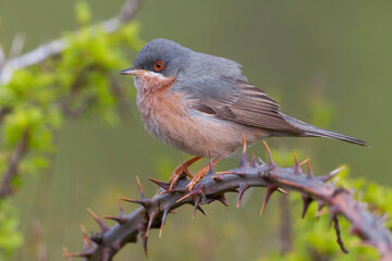 Moltoni’s Baardgrasmus, Moltoni's Warbler; Sylvia subalpina