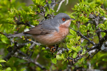 Moltoni’s Baardgrasmus, Moltoni's Warbler; Sylvia subalpina