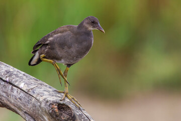 Waterhoen; Common Moorhen; Gallinula chloropus