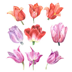 set of tulips