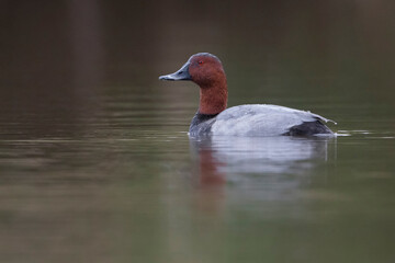 Tafeleend; Common Pochard; Aythya ferina