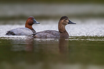 Tafeleend; Common Pochard; Aythya ferina