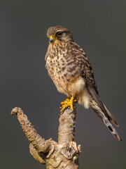 Lesser Cape Verde Kestrel; Neglected Kestrel; Falco tinnunculus neglectus