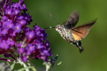 Taubenschwänzchen (Macroglossum stellatarum)