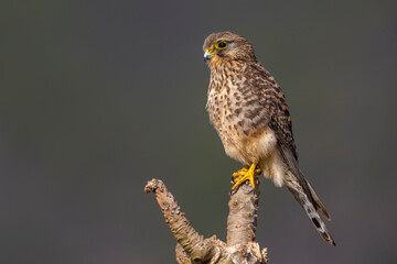 Lesser Cape Verde Kestrel; Neglected Kestrel; Falco tinnunculus neglectus