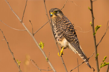 Lesser Cape Verde Kestrel; Neglected Kestrel; Falco tinnunculus neglectus