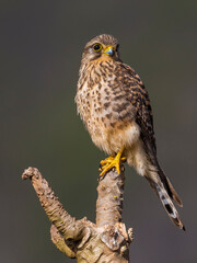 Lesser Cape Verde Kestrel; Neglected Kestrel; Falco tinnunculus neglectus