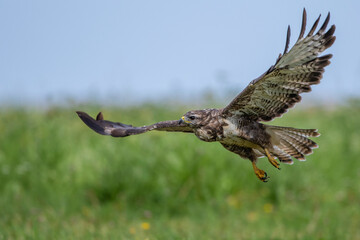 Mäusebussard (Buteo buteo)