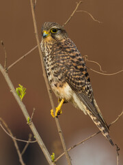 Lesser Cape Verde Kestrel; Neglected Kestrel; Falco tinnunculus neglectus