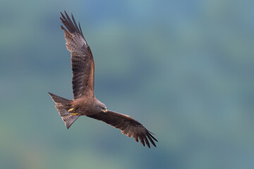 Zwarte Wouw; Black Kite; Milvus milvus