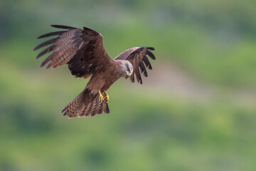 Zwarte Wouw; Black Kite; Milvus milvus