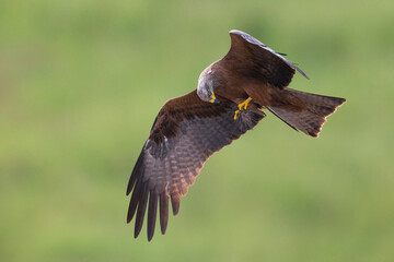 Zwarte Wouw; Black Kite; Milvus milvus