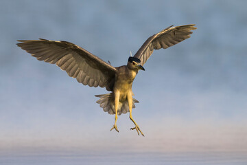 Kwak; Night Heron; Nycticorax nycticorax