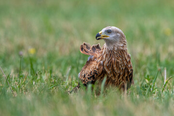 Rotmilan (Milvus milvus)