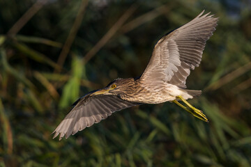 Kwak; Night Heron; Nycticorax nycticorax