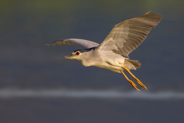 Kwak; Black-crowned Night Heron; Nycticorax nycticorax