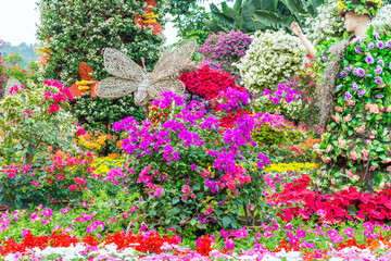 Purple bonsai tree of Bougainvillea spectabilis flower exhibition in Shenzhen, China.  also  as great bougainvillea, a species of flowering plant. It is native to Brazil, Bolivia, Peru, and Argentina.