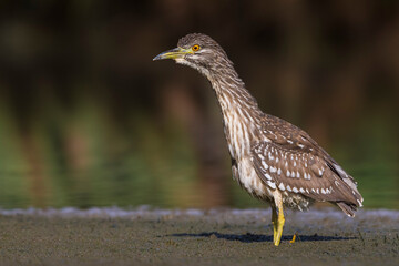 Kwak; Night Heron; Nycticorax nycticorax